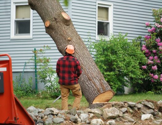 247 Tree Removal-Wellington’s Best Tree Trimming and Tree Removal Services-We Offer Tree Trimming Services, Tree Removal, Tree Pruning, Tree Cutting, Residential and Commercial Tree Trimming Services, Storm Damage, Emergency Tree Removal, Land Clearing, Tree Companies, Tree Care Service, Stump Grinding, and we're the Best Tree Trimming Company Near You Guaranteed!