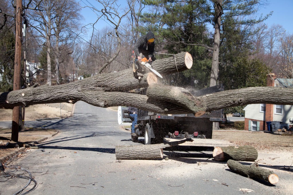 Residential Tree Services-Wellington’s Best Tree Trimming and Tree Removal Services-We Offer Tree Trimming Services, Tree Removal, Tree Pruning, Tree Cutting, Residential and Commercial Tree Trimming Services, Storm Damage, Emergency Tree Removal, Land Clearing, Tree Companies, Tree Care Service, Stump Grinding, and we're the Best Tree Trimming Company Near You Guaranteed!