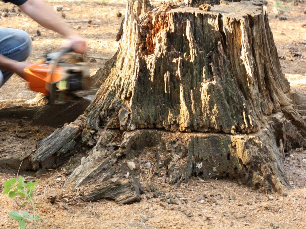 Tree Stump Removal-Wellington’s Best Tree Trimming and Tree Removal Services-We Offer Tree Trimming Services, Tree Removal, Tree Pruning, Tree Cutting, Residential and Commercial Tree Trimming Services, Storm Damage, Emergency Tree Removal, Land Clearing, Tree Companies, Tree Care Service, Stump Grinding, and we're the Best Tree Trimming Company Near You Guaranteed!