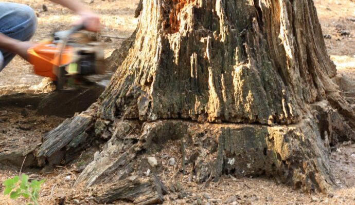 Tree Stump Removal-Wellington’s Best Tree Trimming and Tree Removal Services-We Offer Tree Trimming Services, Tree Removal, Tree Pruning, Tree Cutting, Residential and Commercial Tree Trimming Services, Storm Damage, Emergency Tree Removal, Land Clearing, Tree Companies, Tree Care Service, Stump Grinding, and we're the Best Tree Trimming Company Near You Guaranteed!