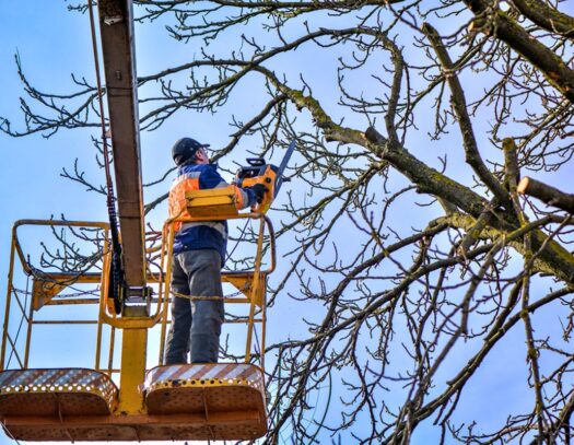 Tree Trimming-Wellington’s Best Tree Trimming and Tree Removal Services-We Offer Tree Trimming Services, Tree Removal, Tree Pruning, Tree Cutting, Residential and Commercial Tree Trimming Services, Storm Damage, Emergency Tree Removal, Land Clearing, Tree Companies, Tree Care Service, Stump Grinding, and we're the Best Tree Trimming Company Near You Guaranteed!