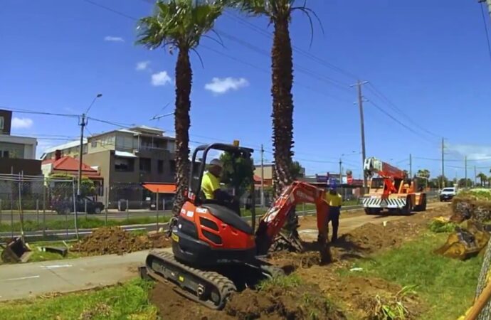 Palm Tree Removal-Experts-Wellington Pro Tree Trimming and Removal Team