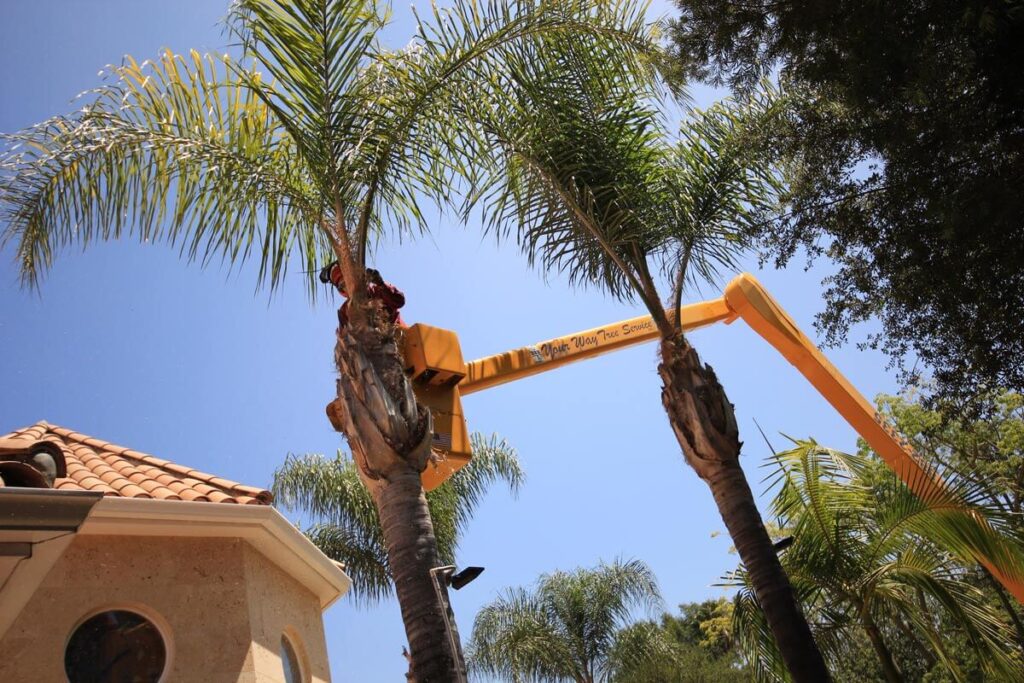 Palm Tree Trimming-Affordable-Wellington Pro Tree Trimming and Removal Team