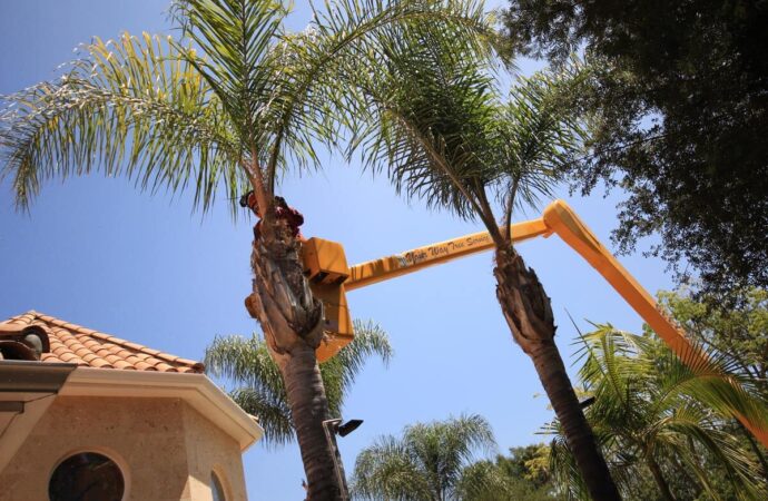 Palm Tree Trimming-Affordable-Wellington Pro Tree Trimming and Removal Team