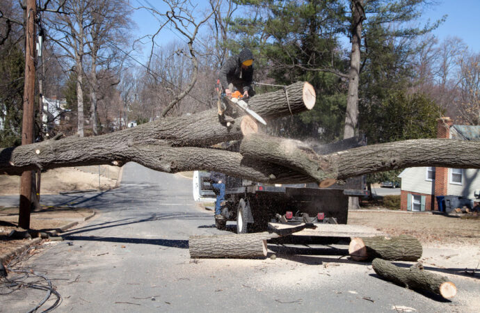 Residential Tree Services-Near Me-Wellington Pro Tree Trimming and Removal Team