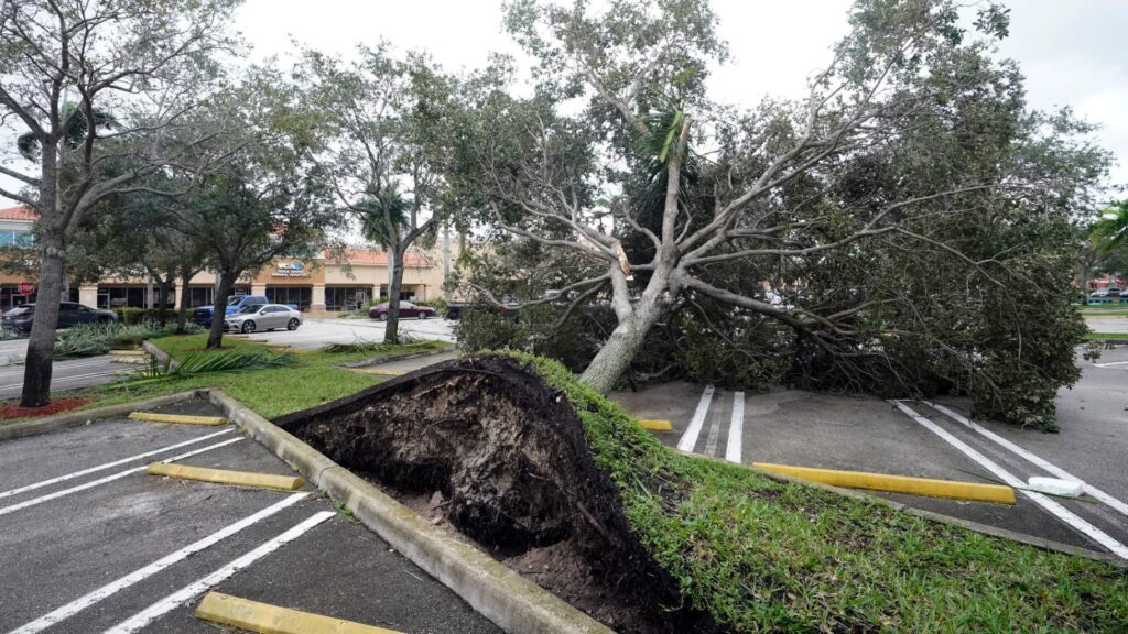 Storm Damage-Wellington FL-Wellington Pro Tree Trimming and Removal Team