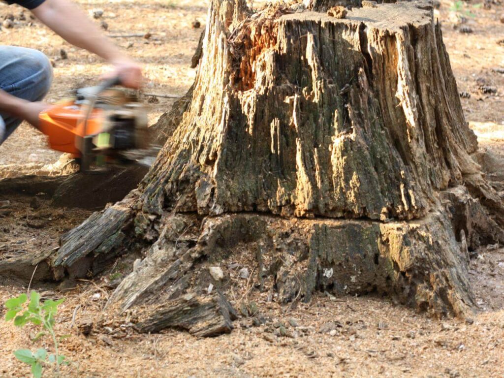 Stump Removal-Affordable-Wellington Pro Tree Trimming and Removal Team