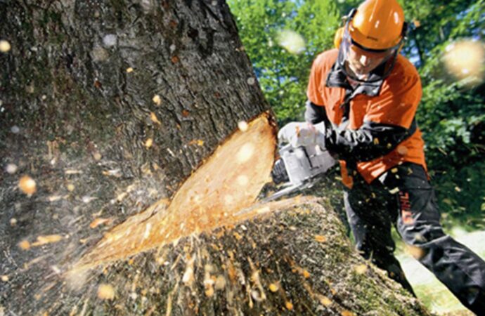 Tree Cutting Affordable-Wellington Pro Tree Trimming and Removal Team