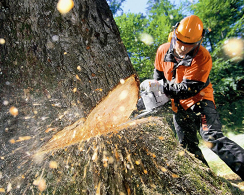 Tree Cutting Experts-Wellington Pro Tree Trimming and Removal Team