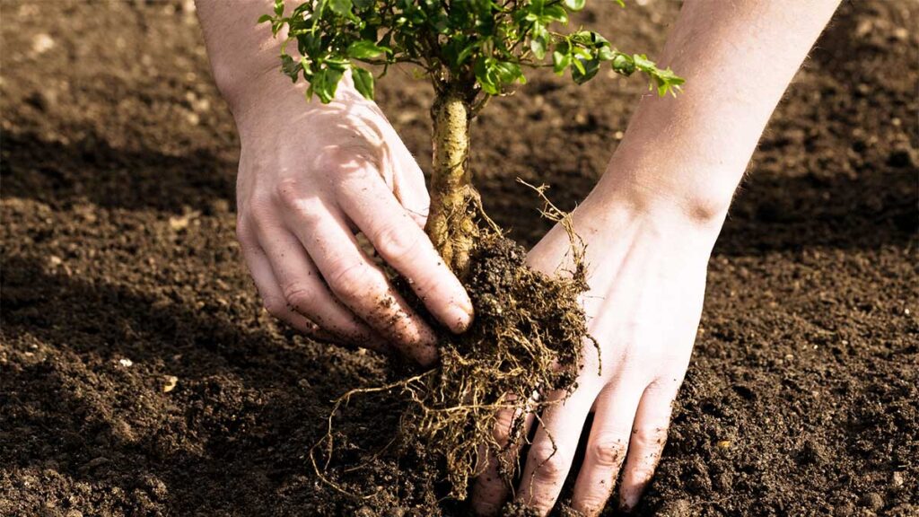 Tree Planting-Wellington FL-Wellington Pro Tree Trimming and Removal Team