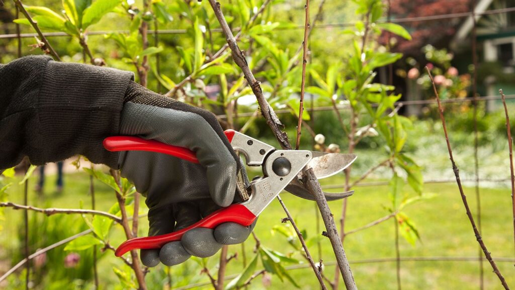 Tree Pruning Services-Wellington Pro Tree Trimming and Removal Team