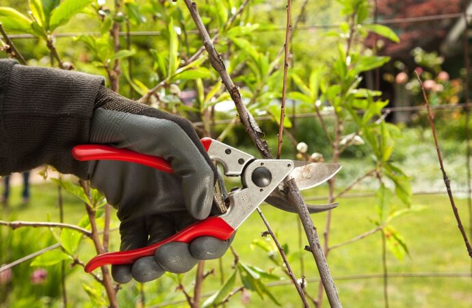 Tree Pruning Services-Wellington Pro Tree Trimming and Removal Team