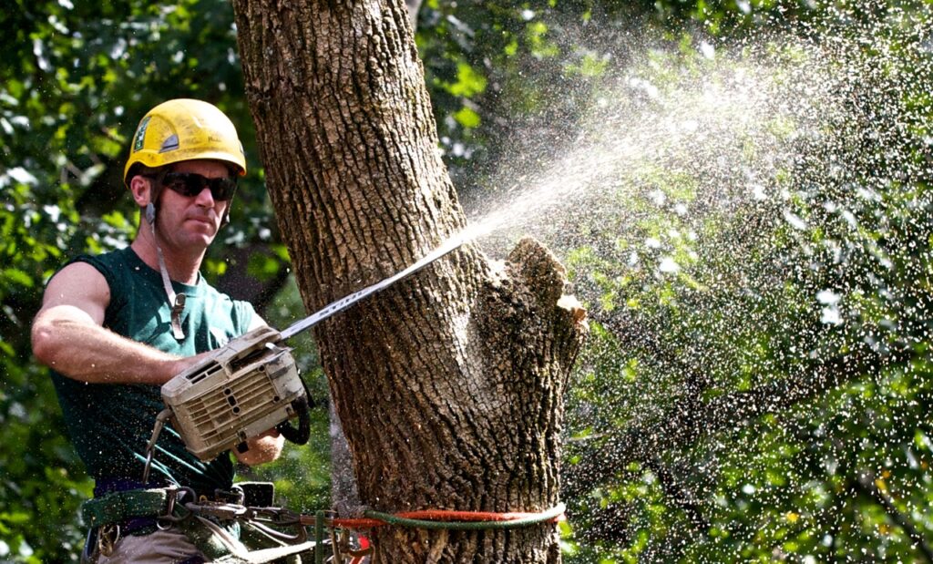 Tree Trimming-Experts-Wellington Pro Tree Trimming and Removal Team